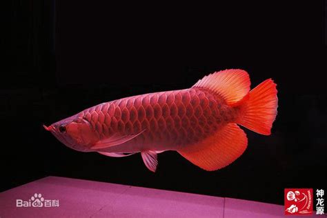 養什麼魚招財|養魚能招財，10條最實用的養魚風水（你一定要知道）。